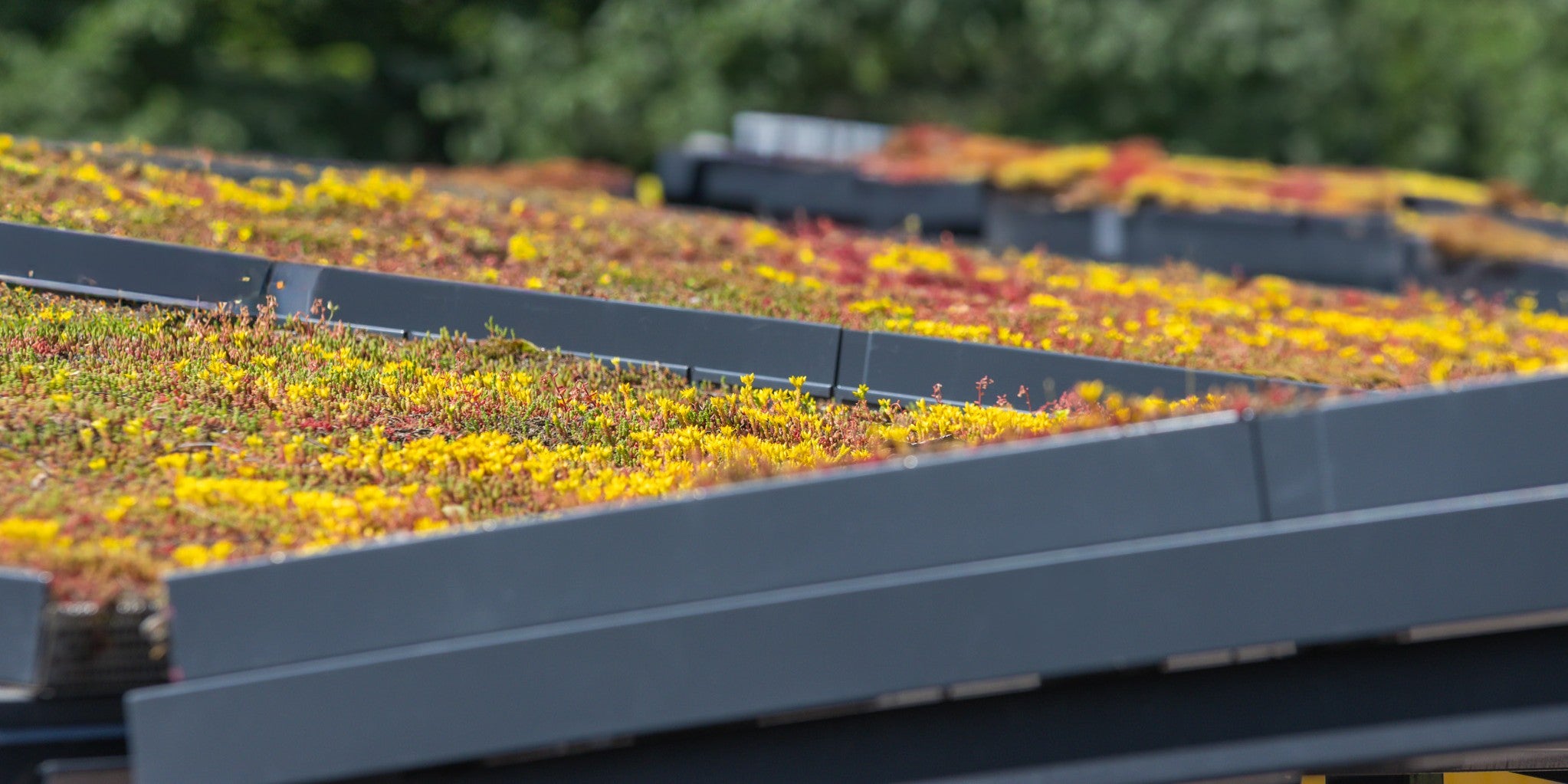 Gröna tak förnyar stadsmiljön